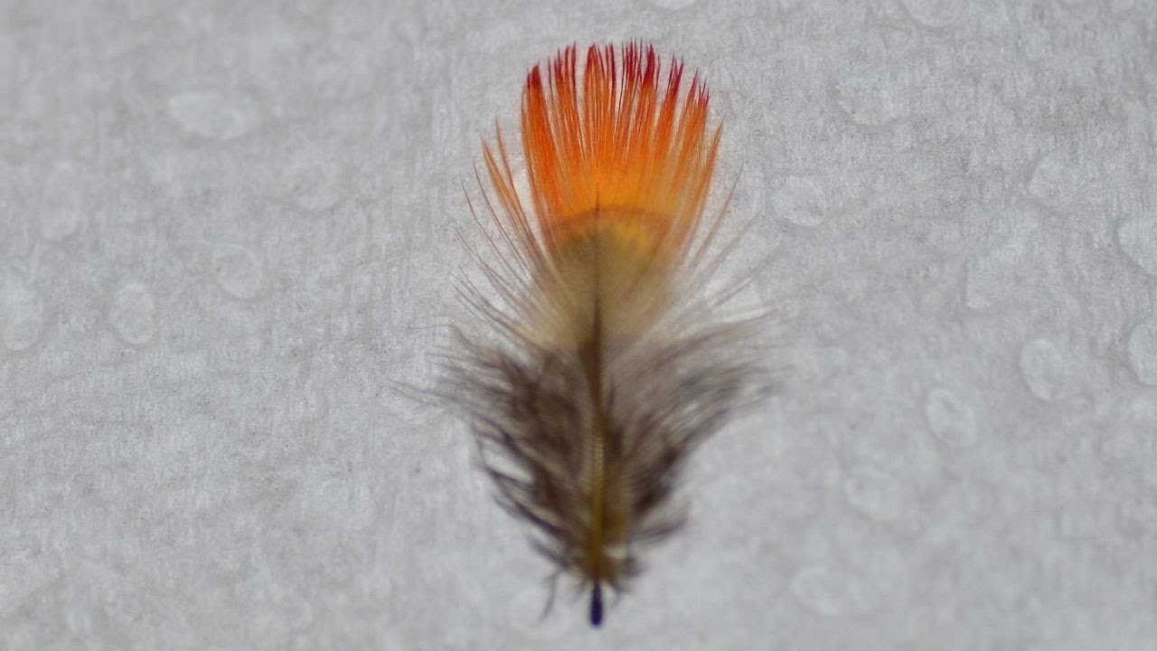 East Meets West #11 Dying and Bleaching