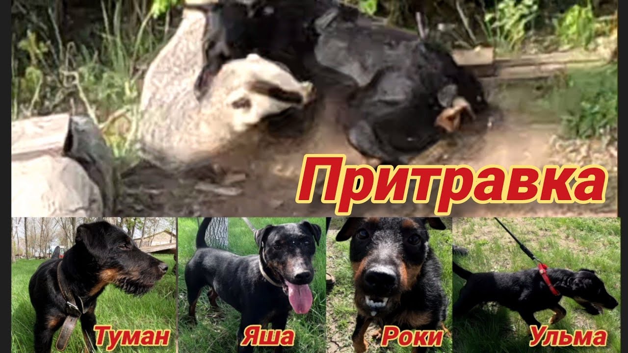 Притравили щенка по барсуку. Прогнали рабочую собаку по  искусственной норе