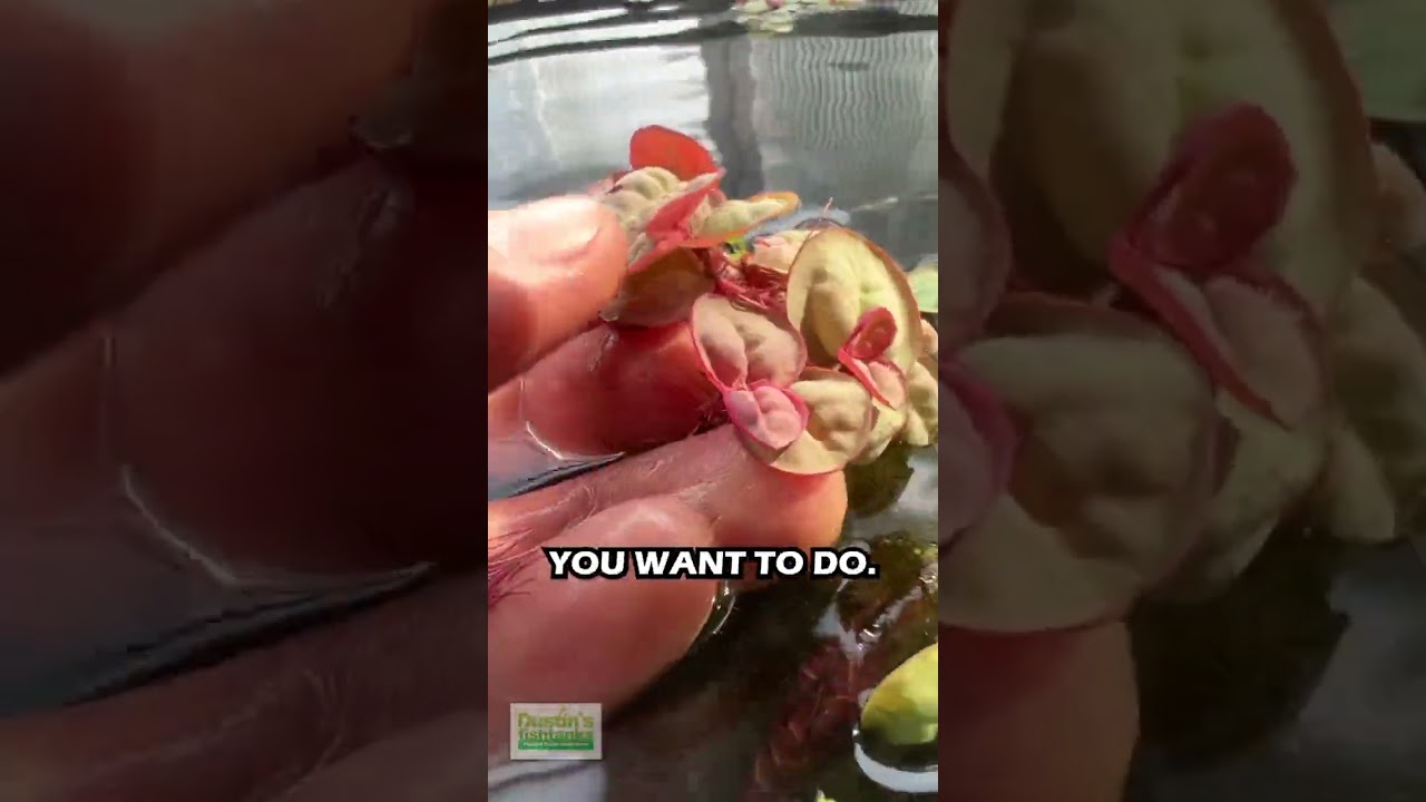PHASE 1 OF RED ROOT FLOATERS! How To Make RED ROOT FLOATERS MORE RED?