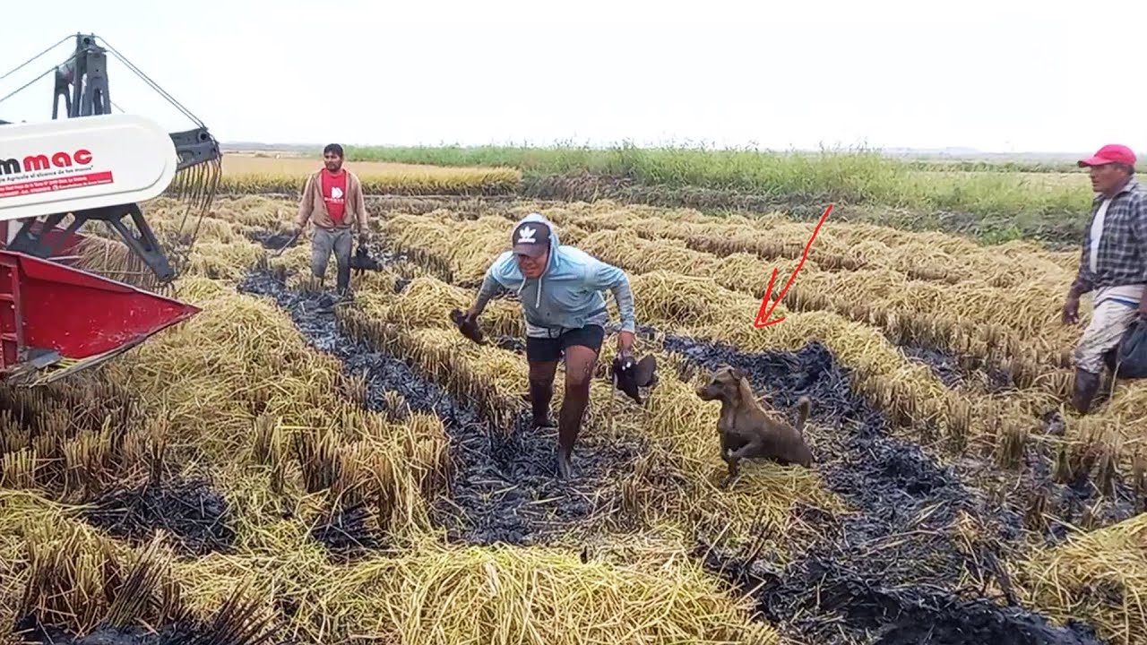 Mira c&oacute;mo Atrapan los PERROS y Hombres Cazadores GALLINULAS Negras de Pico Rojo - la pesca de chocas