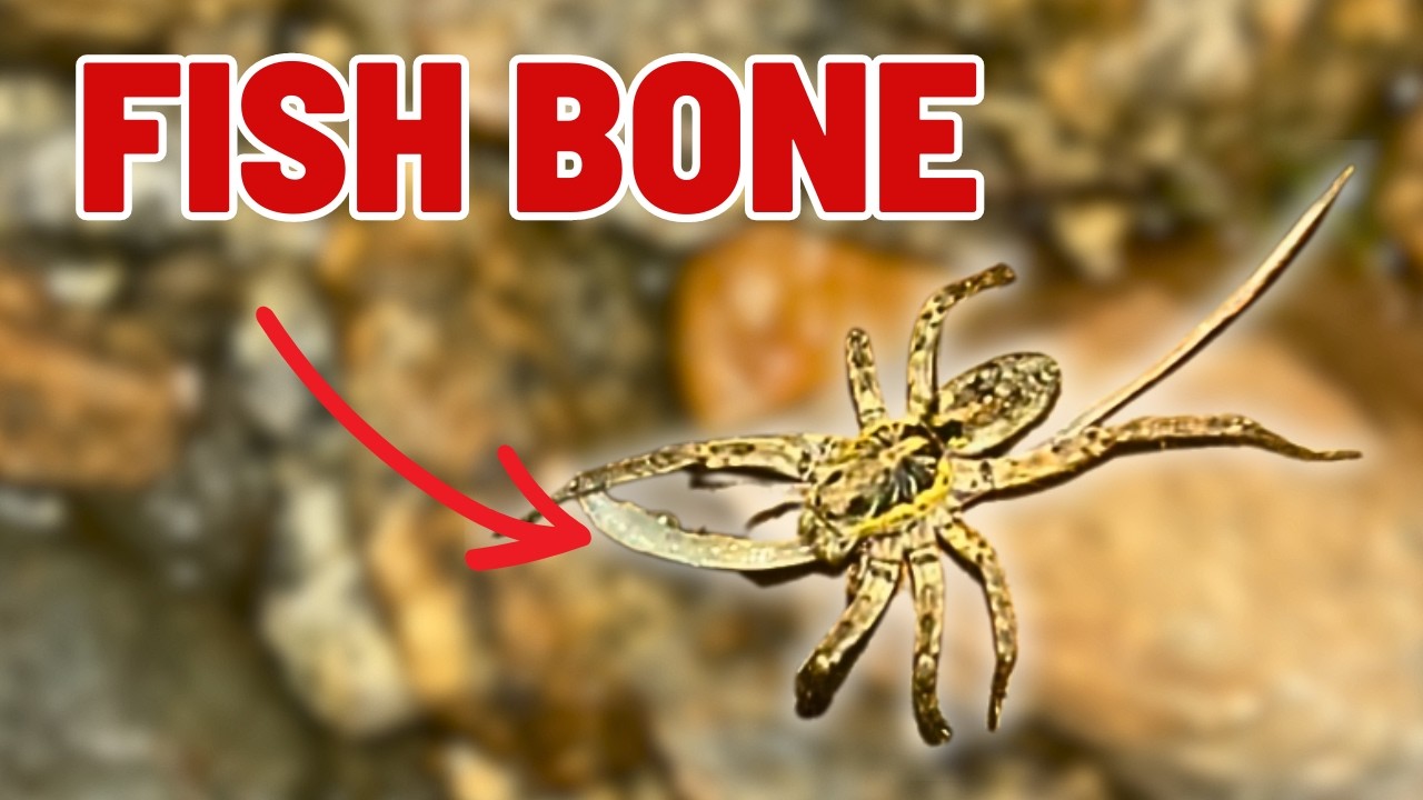 My STRANGEST Australian Wildlife Encounters Caught on Camera