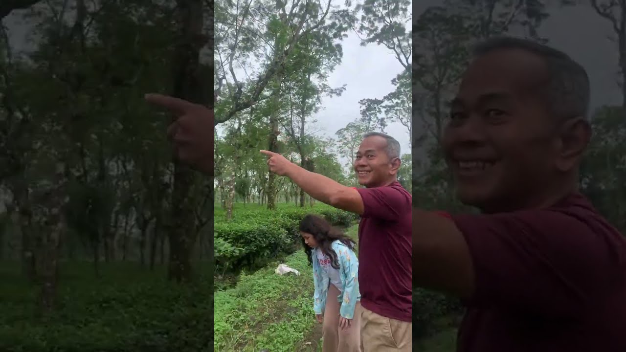 Kebun Teh Semugih