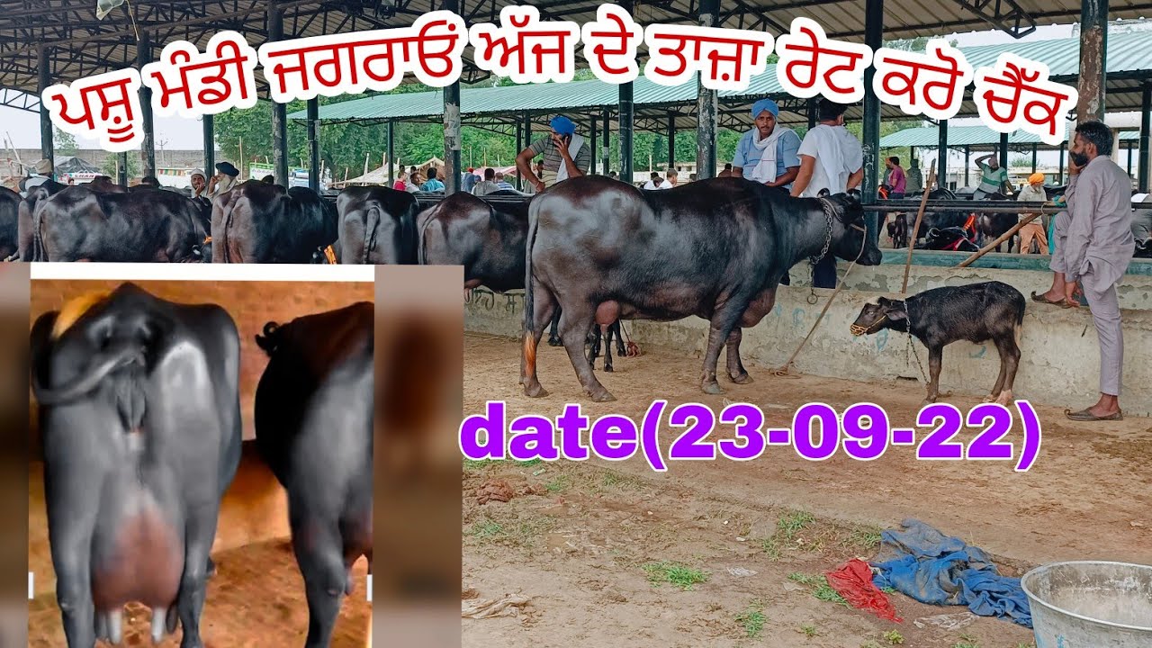push mandi ਜਗਰਾਉਂ{ਭਾਗ ਪਹਿਲਾ)ਹੀਰੇ ਆ  ਸਪੈਸ਼ਲ ਮੱਝਾਂ ਪਸ਼ੂ ਮੰਡੀ ਜਗਰਾਓਂ ਮੋਹਰਾ ਅਤੇ ਨੀਲੀ ਰਾਵੀ