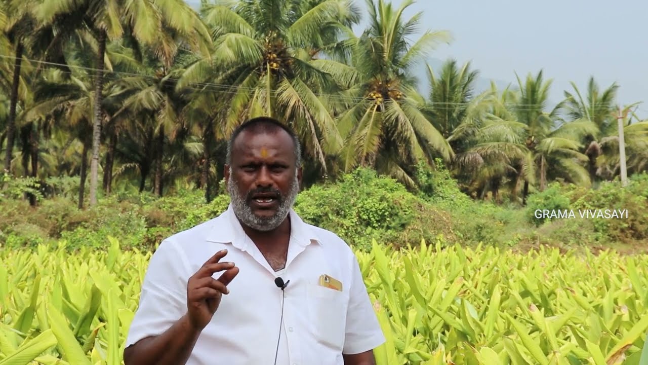 Manjal Vivasayam Turmeric Farming in Tamil