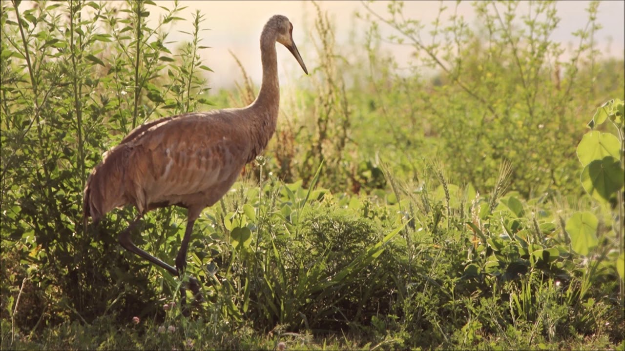 Sandhill Crane Sound | Free Sound Effects | Animal Sounds