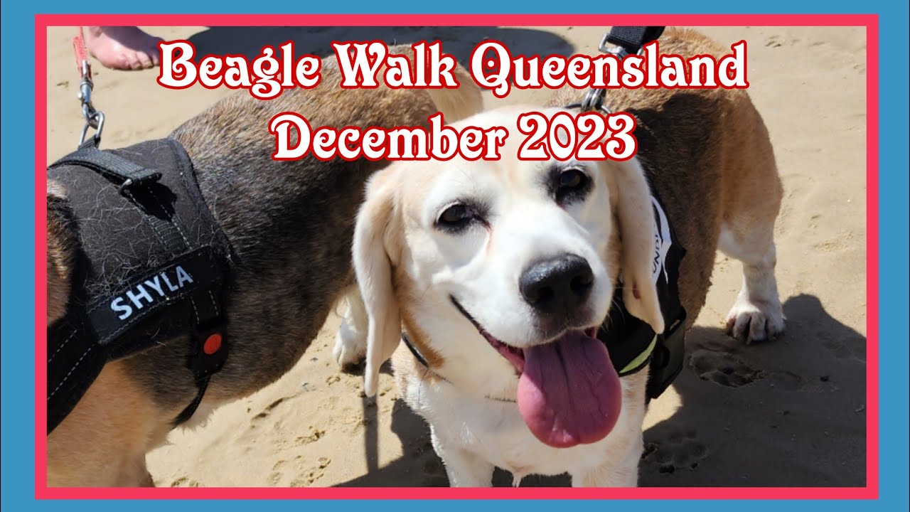 Beagle Walk Queensland 2023