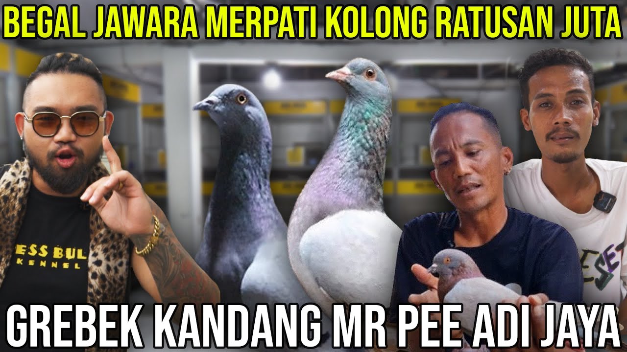 BEGAL JAWARA MERPATI KOLONG RATUSAN JUTA GREBEK KANDANG MR PEE ADI JAYA | ADI JAYA TEAM
