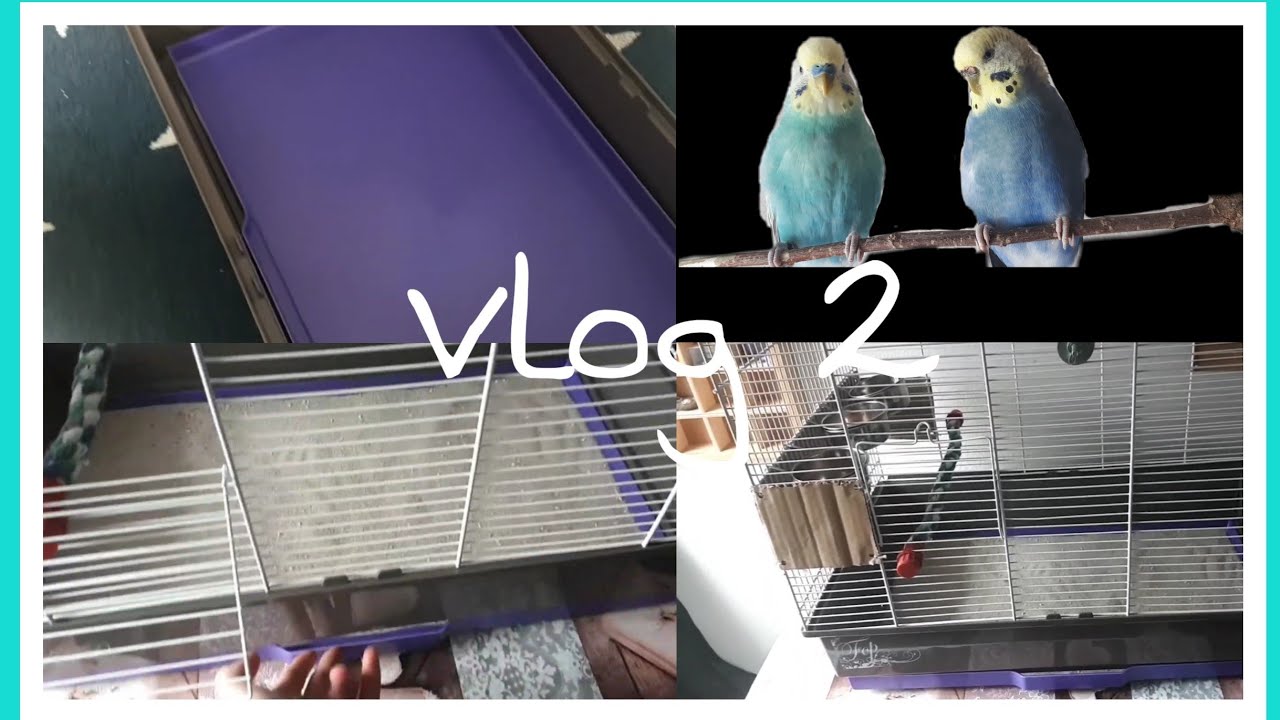 Käfig säubern//Vlog 2🐦