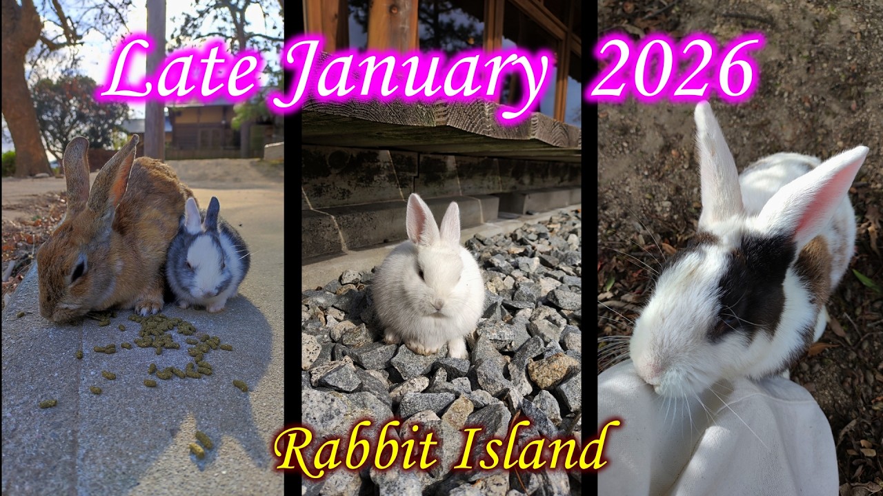 【 Rabbit Island 】2026年１月下旬上陸！ダイジェスト版！