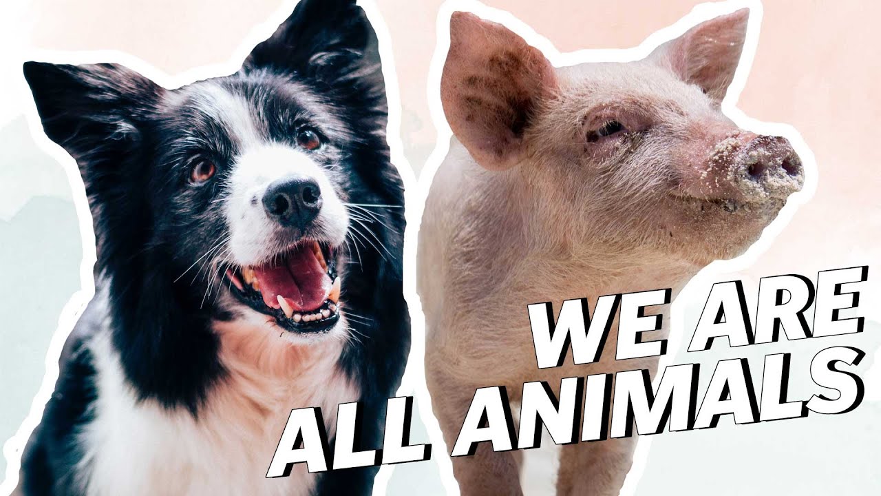 What Is SPECIESISM? | LIVEKINDLY
