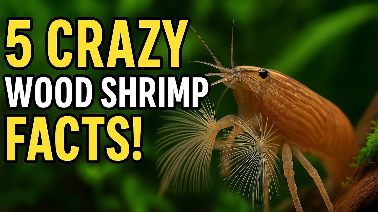 Fascinating Wood Shrimp Facts! 🦐 Filter-Feeding Shrimp for Tropical Aquariums + Strange Insect!