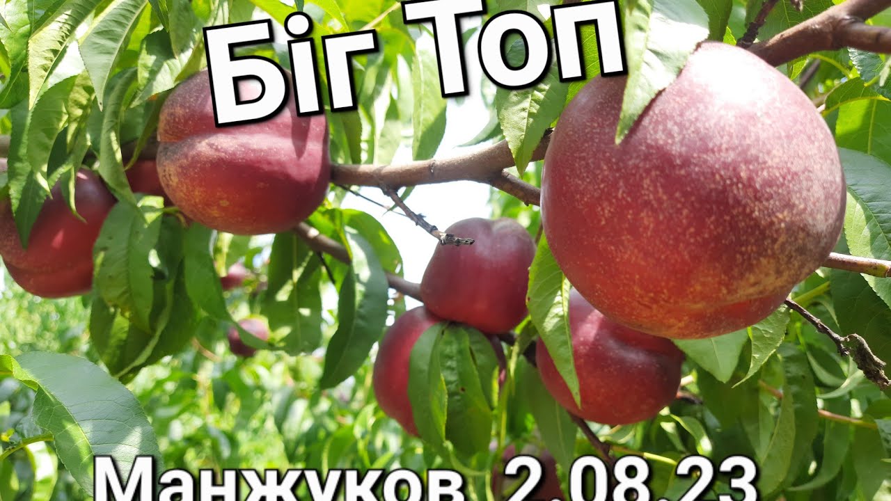 Нектарин Біг Топ,супер смак.