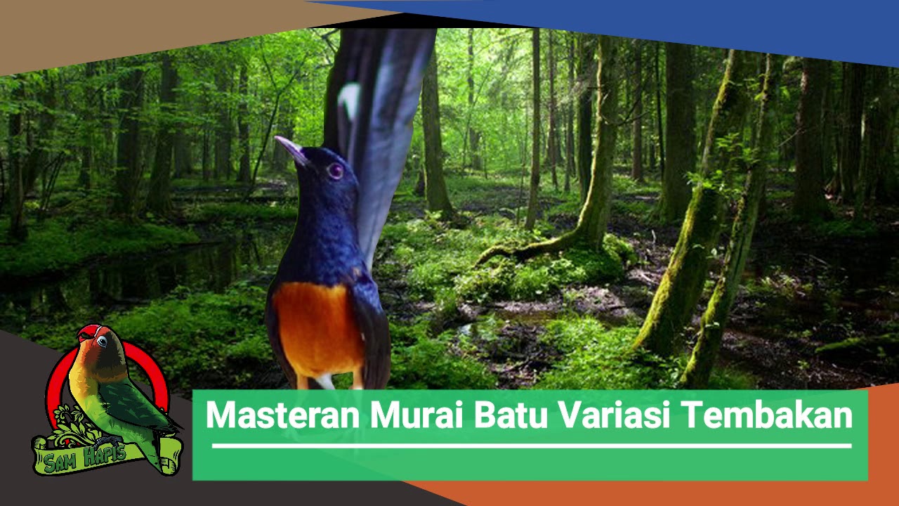 MASTERAN MURAI BATU VARIASI TEMBAKAN 1 JAM NONSTOP Paling Dicari Tahun 2020