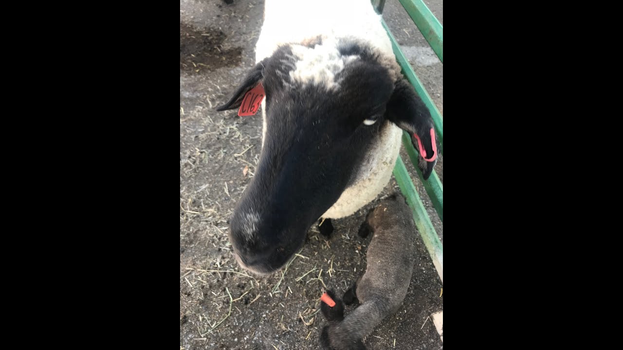 Feeding Performance Calculations