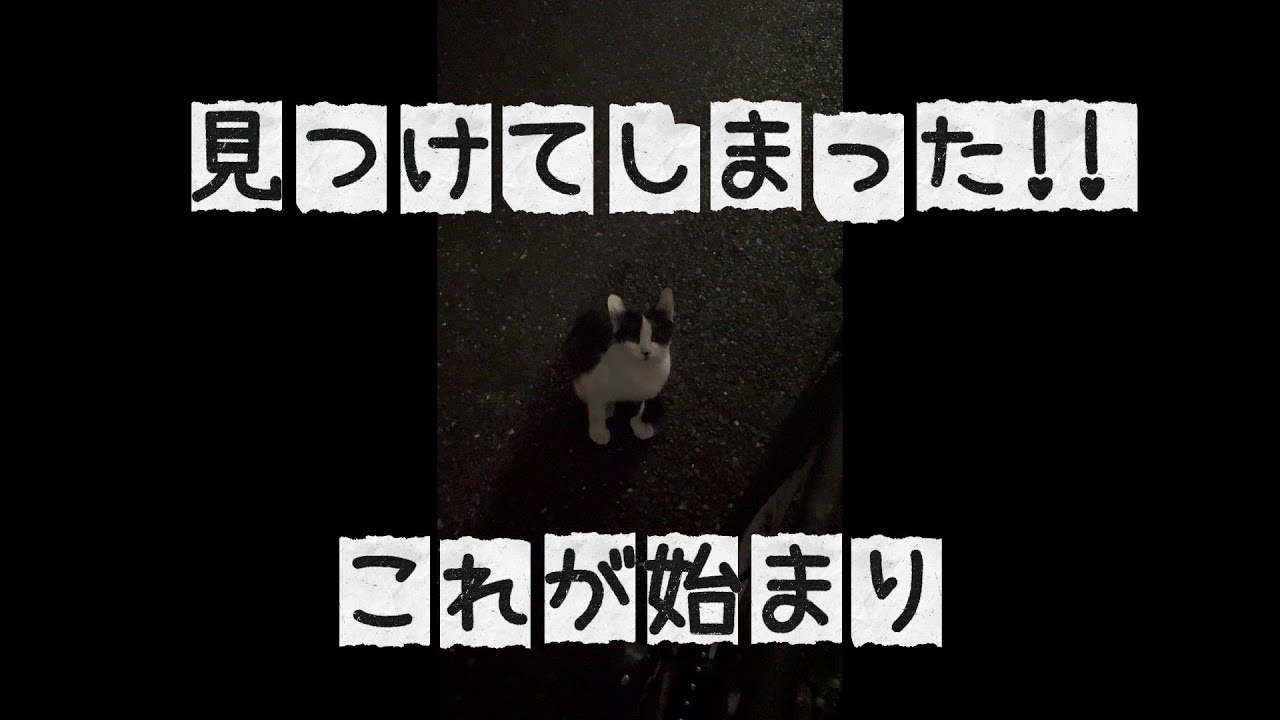 見つけてしまった！これが始まり。お外猫はっちゃん