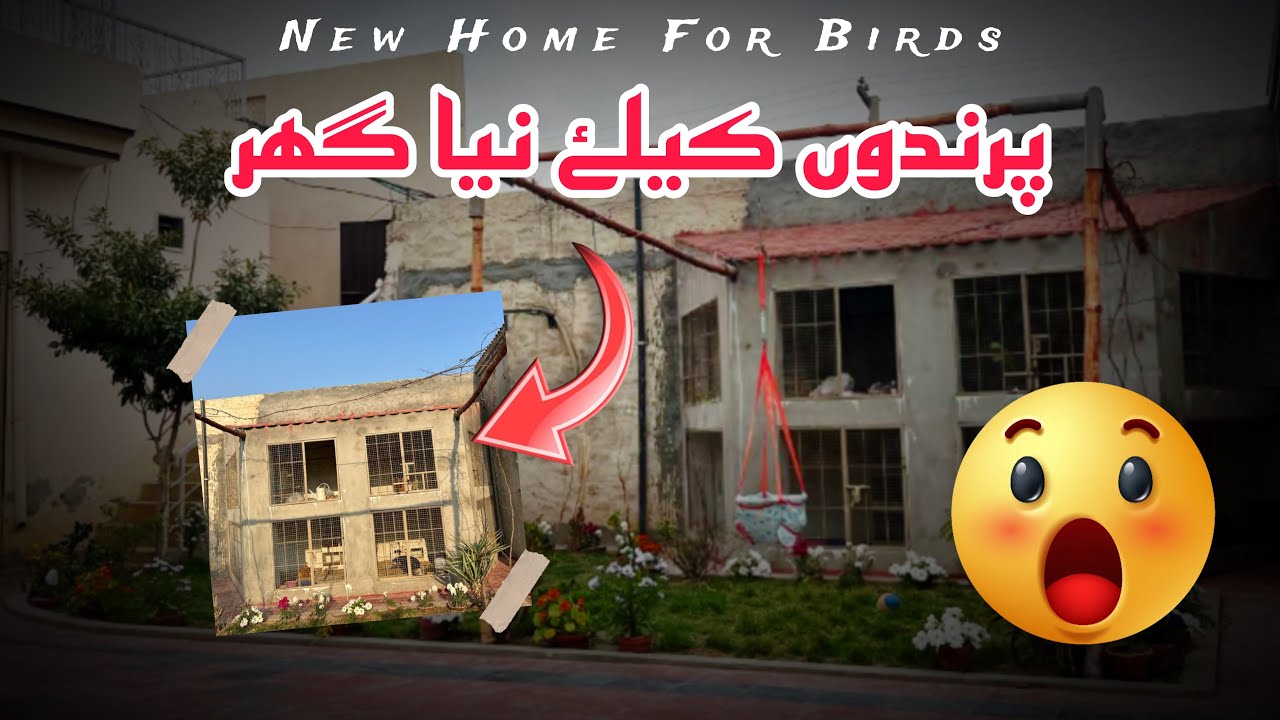 Birds new cage 😍 | kon knsy birds rakhy hain 😗