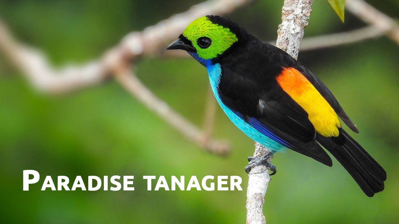 Birds of the World | 05 | Paradise Tanager | Tangara chilensis