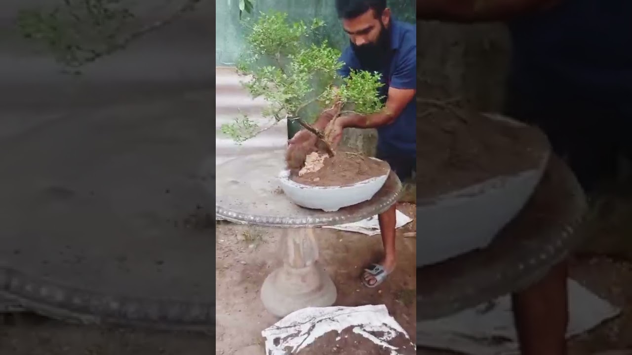 bonsai repoting 9 years old atteriya tree