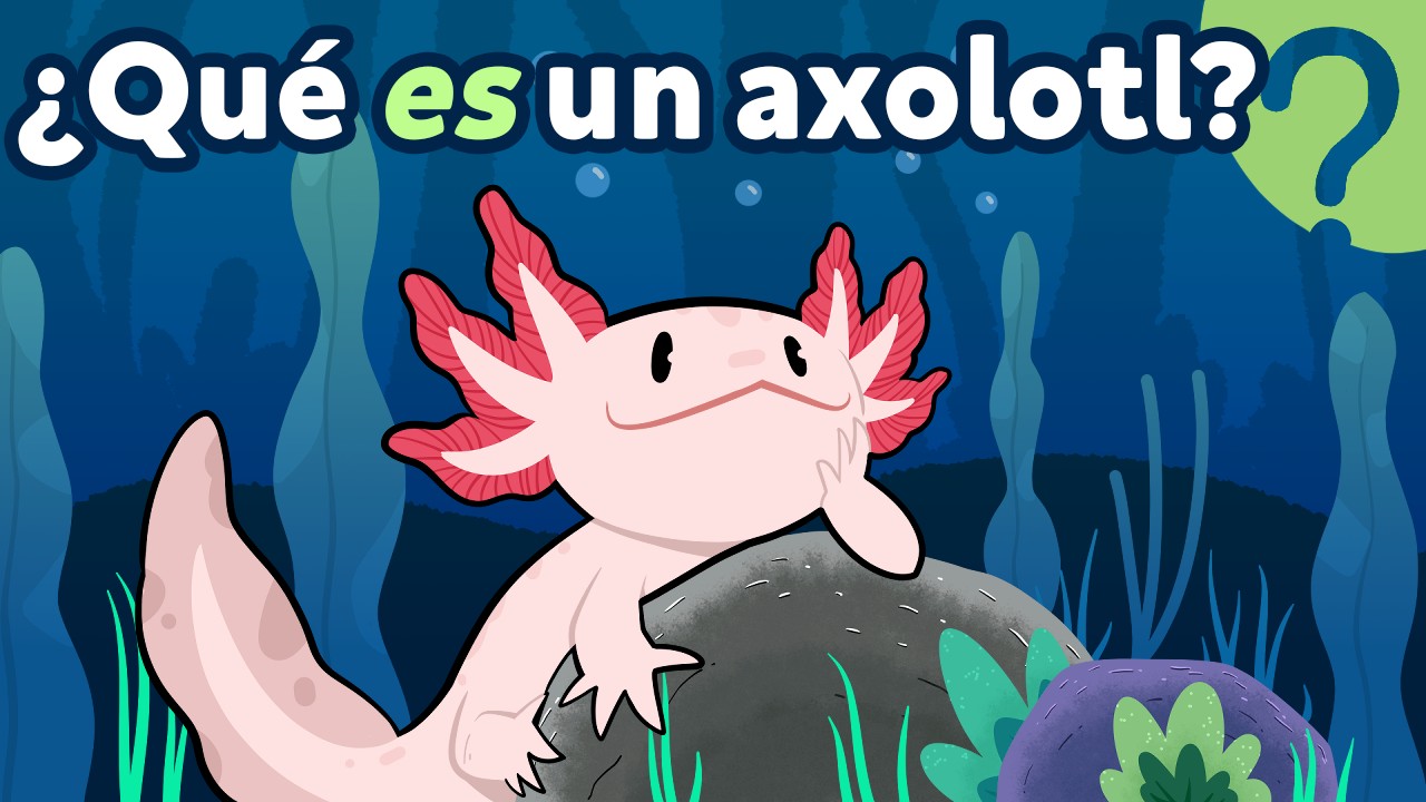 ¿Por qué los AJOLOTES son ✨mágicos✨?