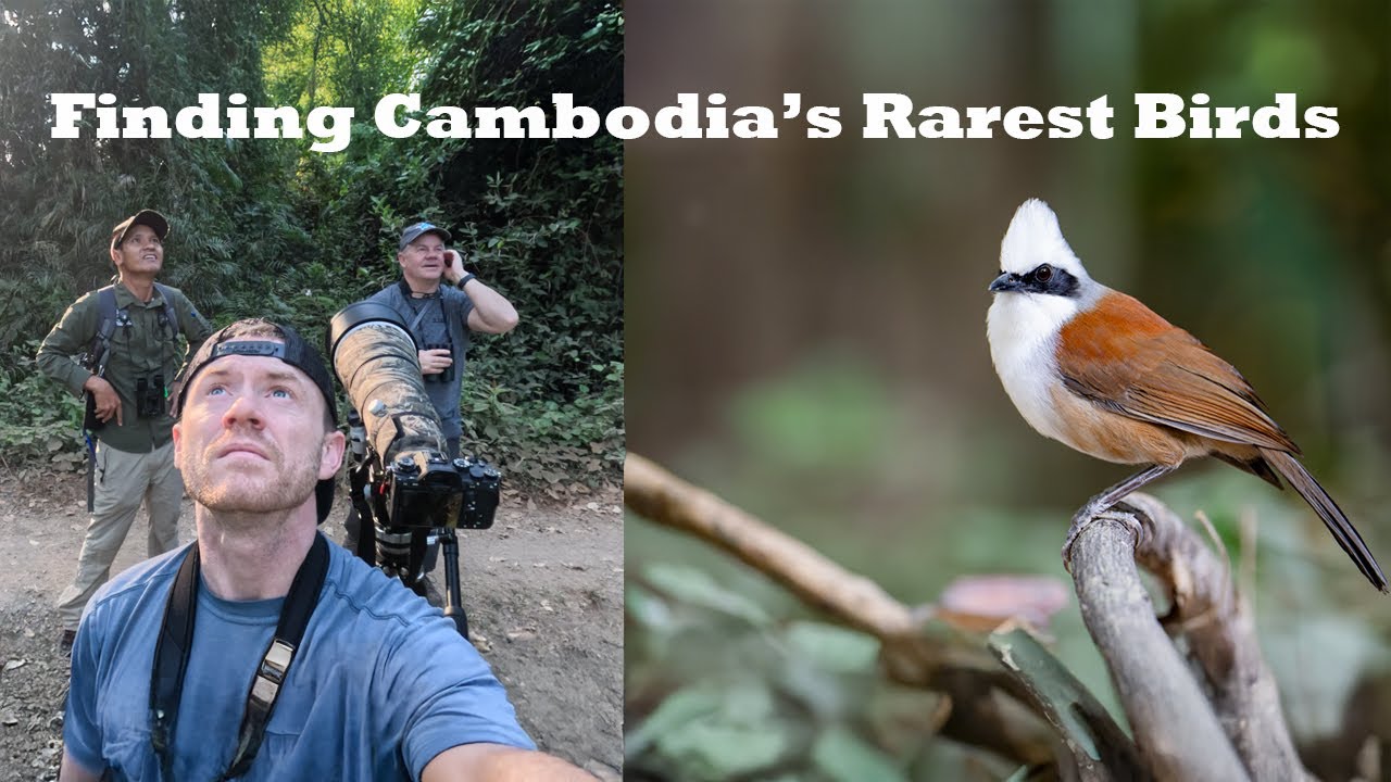 Birding Cambodia: Searching for the Rarest Birds on Earth
