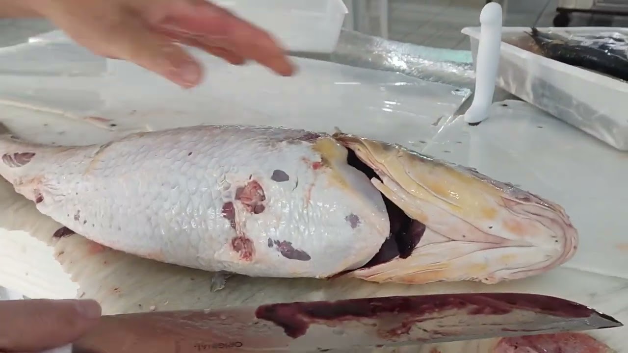 Como limpar e cortar Corvina