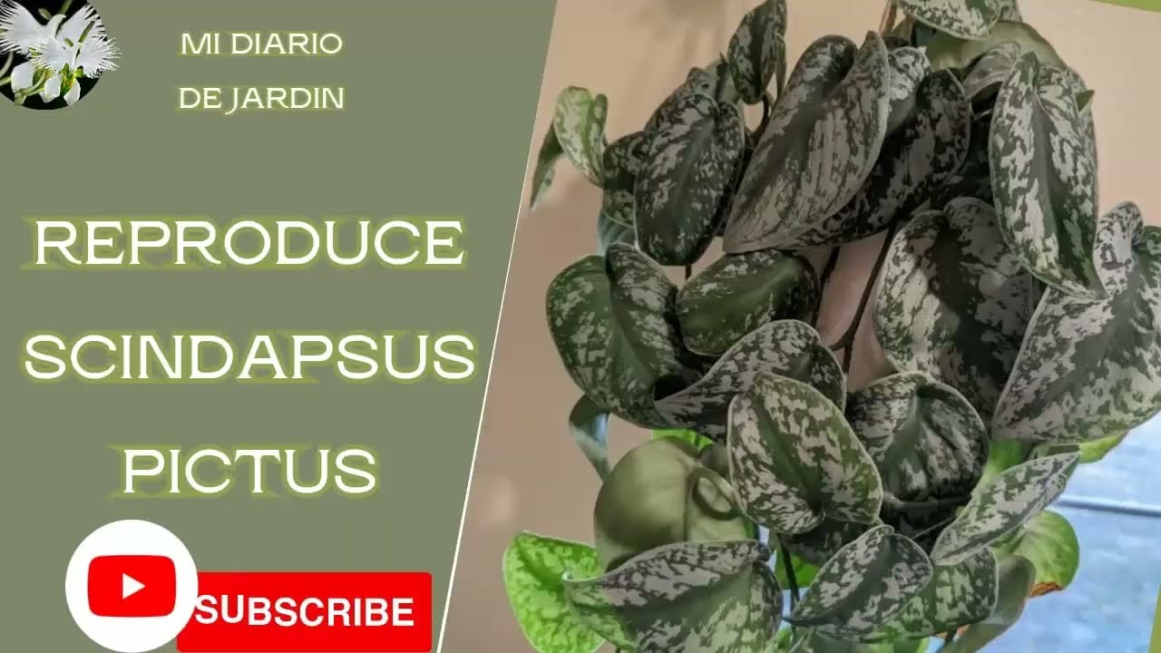 el Scindapsus pictus nuevas plantas de jardin, mi diario de jardin