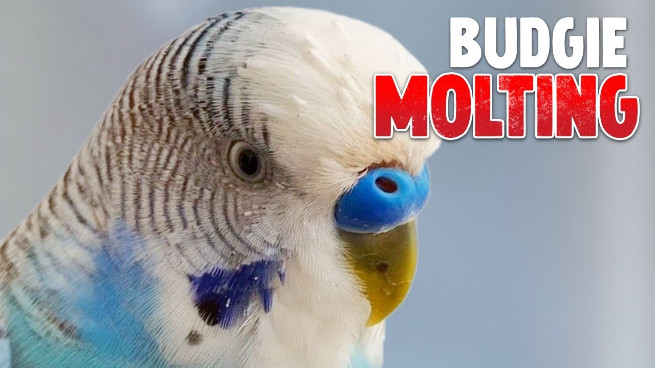 What Is Budgie Molting?