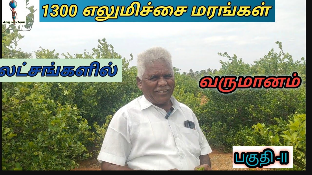 💢💫12 ஏக்கர் நிலத்தில் 1300 எலுமிச்சைக்கன்று மூலம் லட்சங்களில் வருமானம் பெரும் இயற்கை விவசாயி 💫