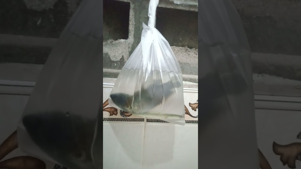 habis nyerok ikan di kali dapat anak an ikan gabus/kutuk dan ikan mujair dan ikan sepat 