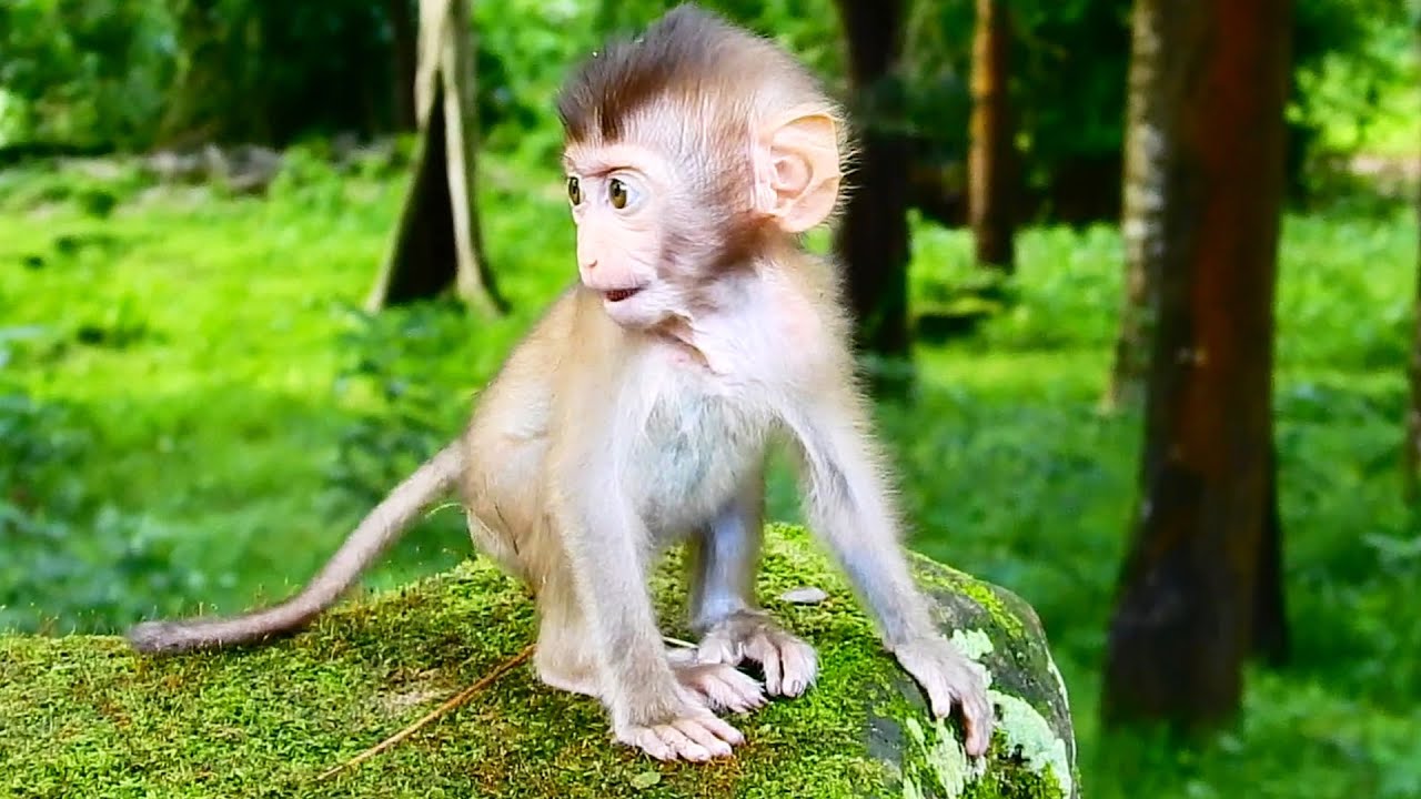 Orphan monkey Abby likes angel Rainbow so much more than others