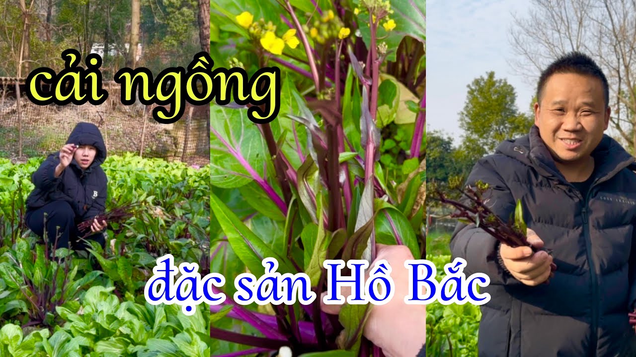 [1127]Mấy Ngày Tết Không Ra Rẫy Mà Cải Ngồng Mọc Hái Không Kịp.