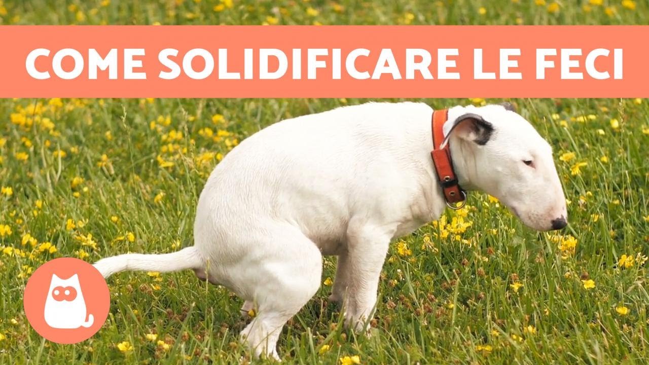 FECI MOLLI del cane 🐕💩 Come rimediare?