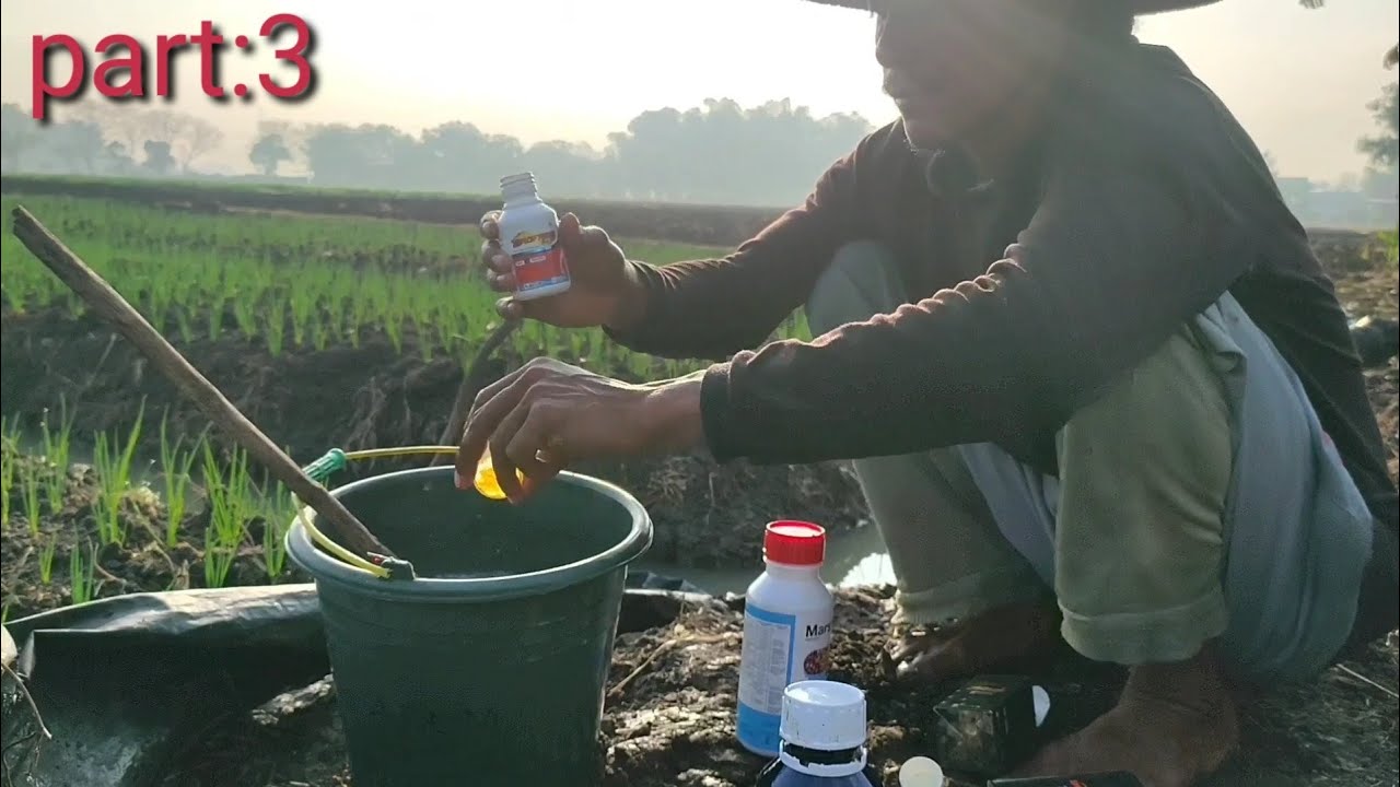 BAWANG MERAH UMUR 10HARI ,PENGOBATAN INSEKTISIDA,MEMBERANTAS ULAT SEJAK DINI