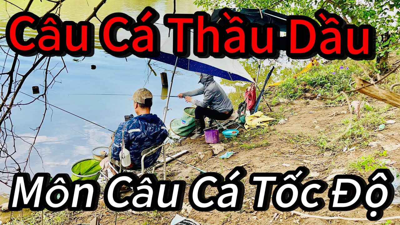 Đi Câu Bị Móm , Bắt Gặp Hai Lão Ngư Câu Cá Thầu Dầu . Môn Câu Cá Tốc Độ Cao !!!