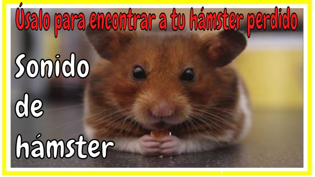 Sonido de Hamster Sound  Effect Hamster