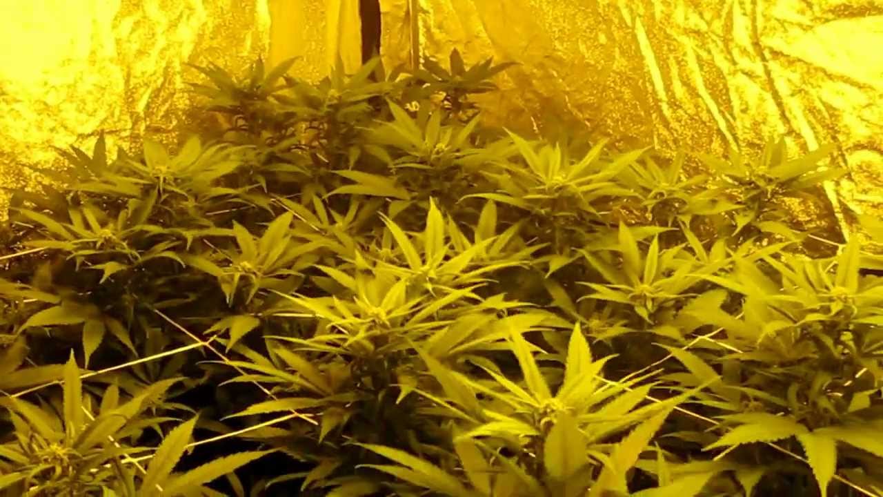 Medical Marijuana Grow: Vanilla Kush (Day 21)