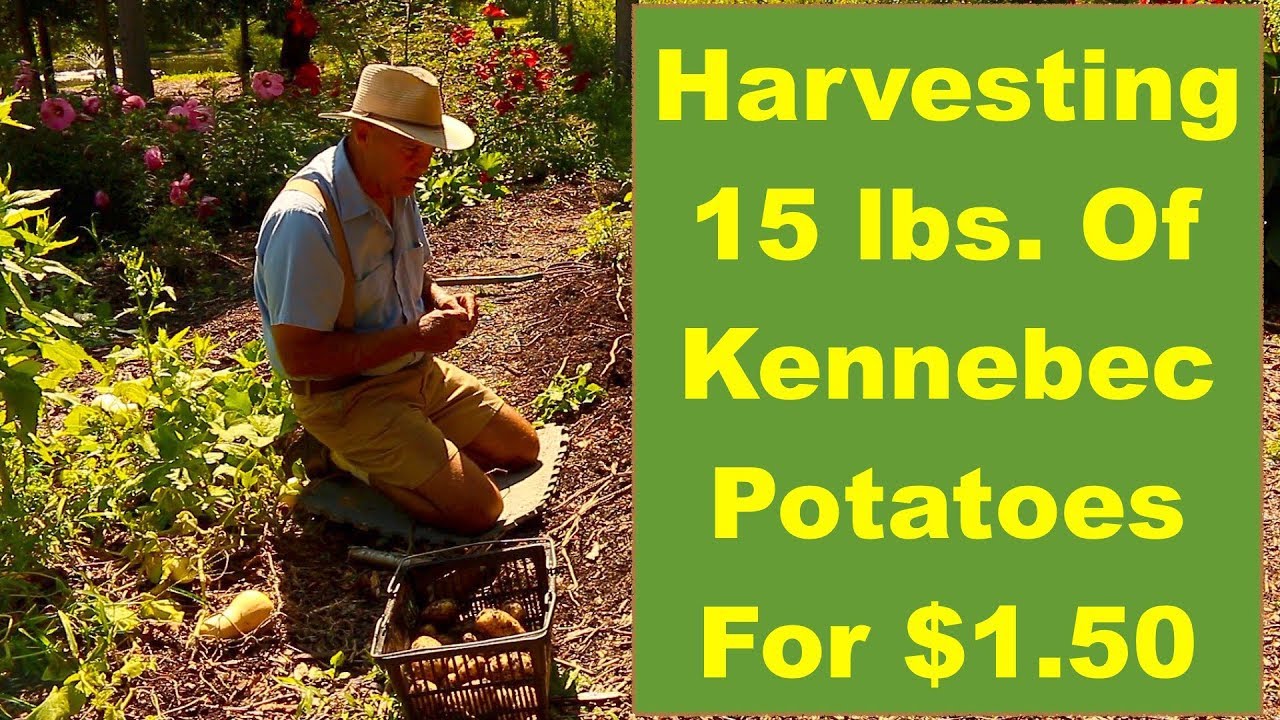 Let's Go Harvest...15 lbs. of Kennebec Potatoes For $1.50...w/Bailey!