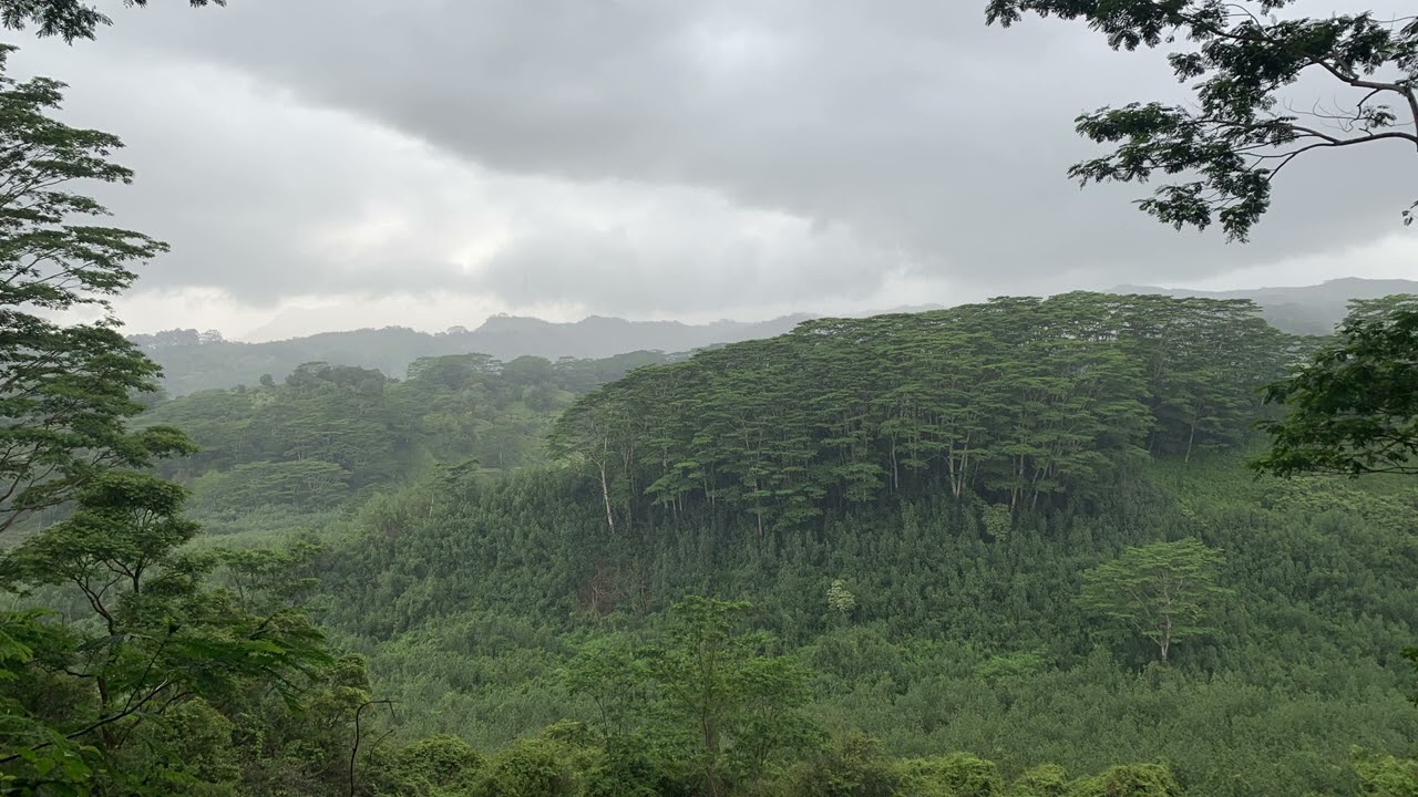 Soundscape: Hawaiian Rainforest at Night -- 1 hour