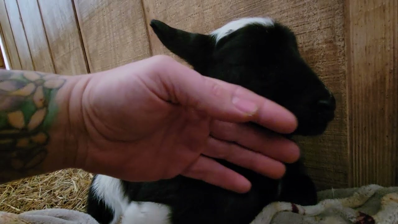 Petting a 2 day old baby lamb