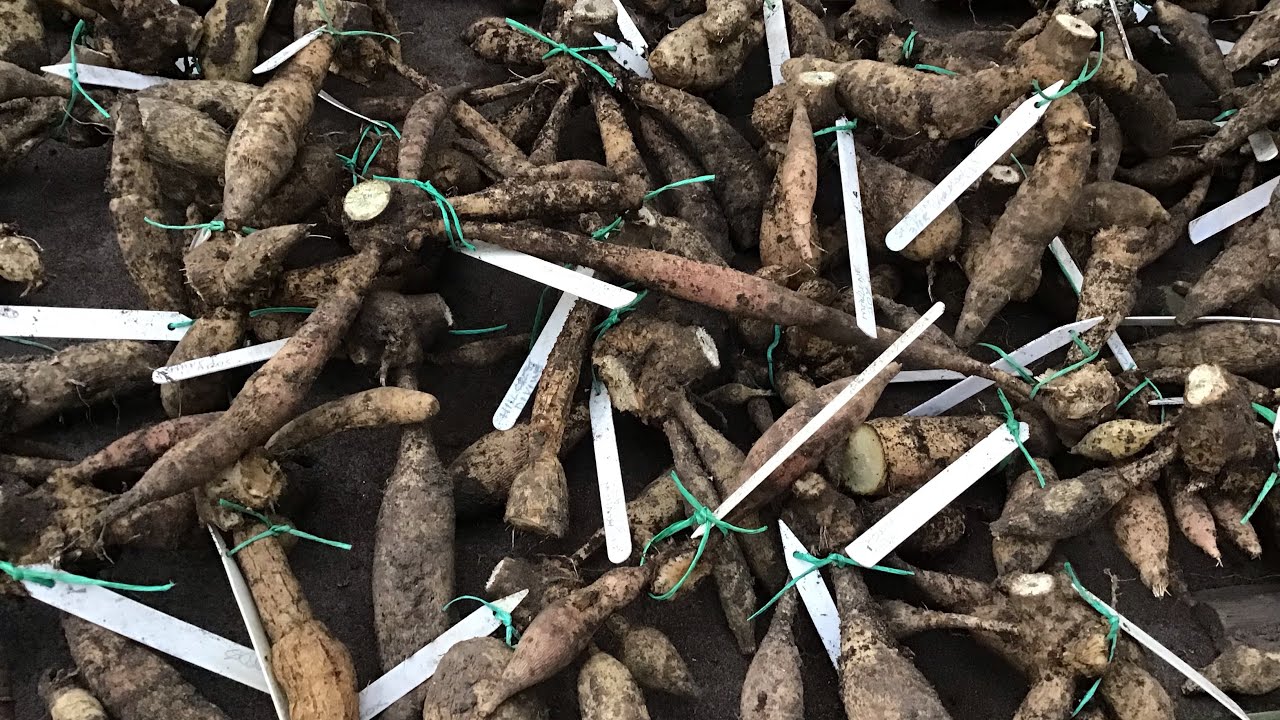 Growing dahlias month by month episode 16: late November