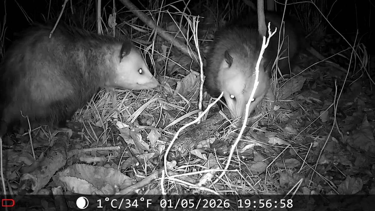 Double Opossums 1/5/26