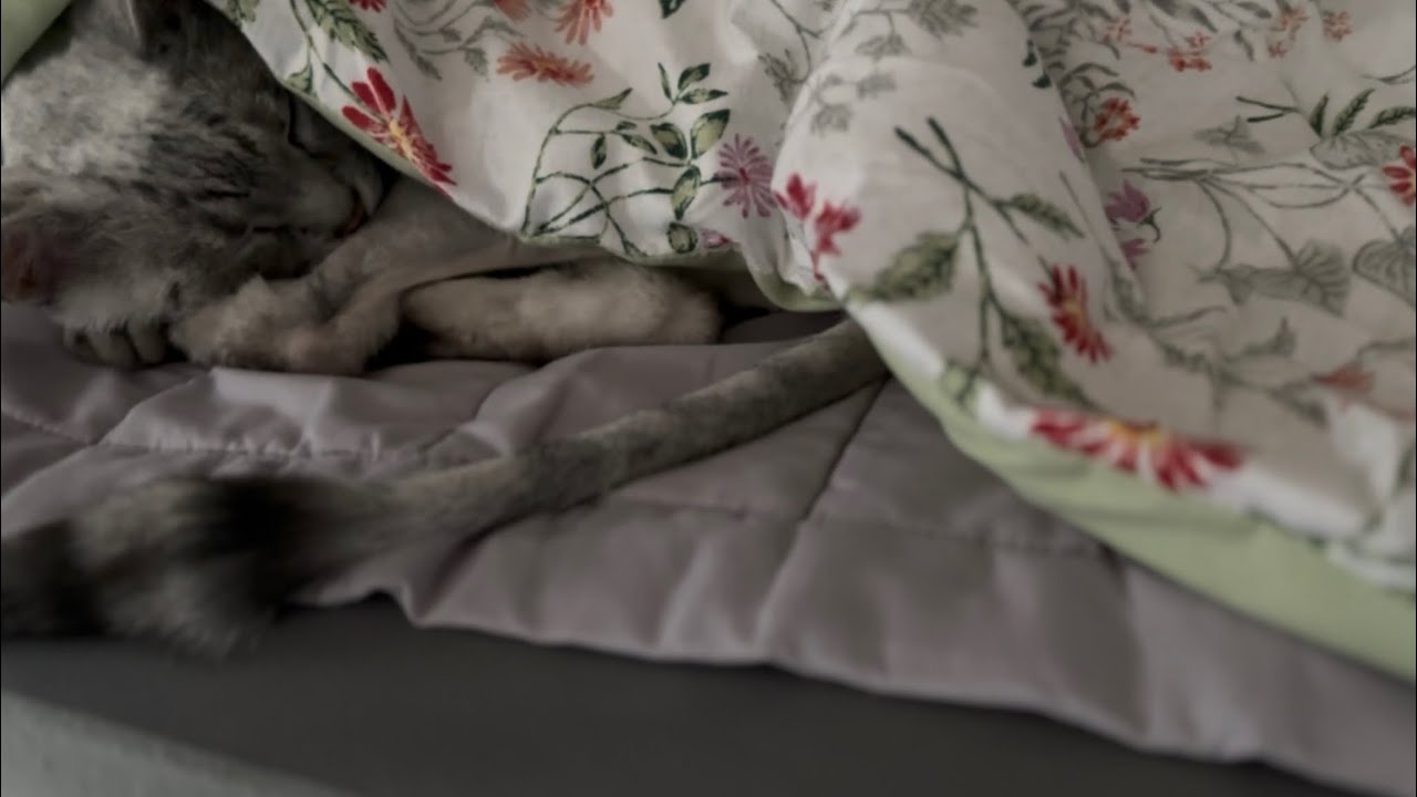 엄마가 퇴근한 꿈을 꾸는고양이 사랑해 내카카 A cat whose mother dreams of leaving work