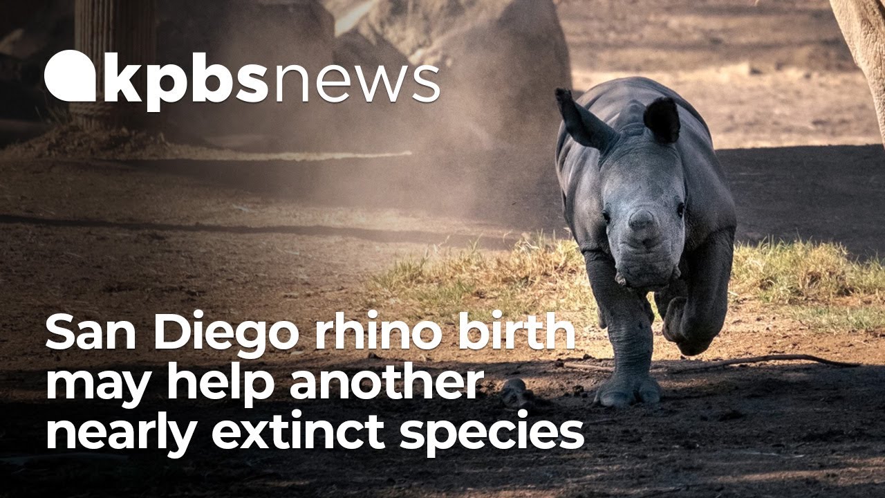 San Diego rhino birth may help another nearly extinct rhino species