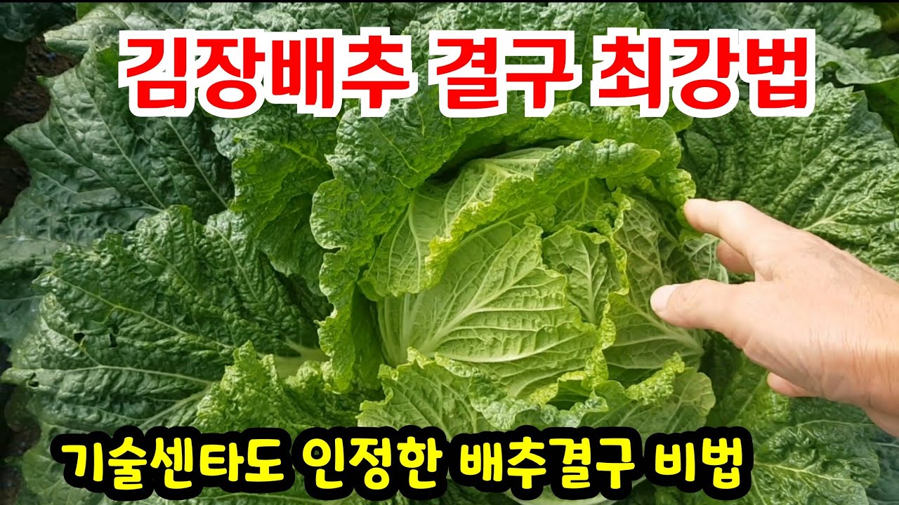 배추 속이 꽉 차는 3단계 관리방법 #김장배추재배방법