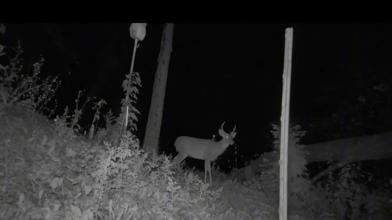 6 point buck
