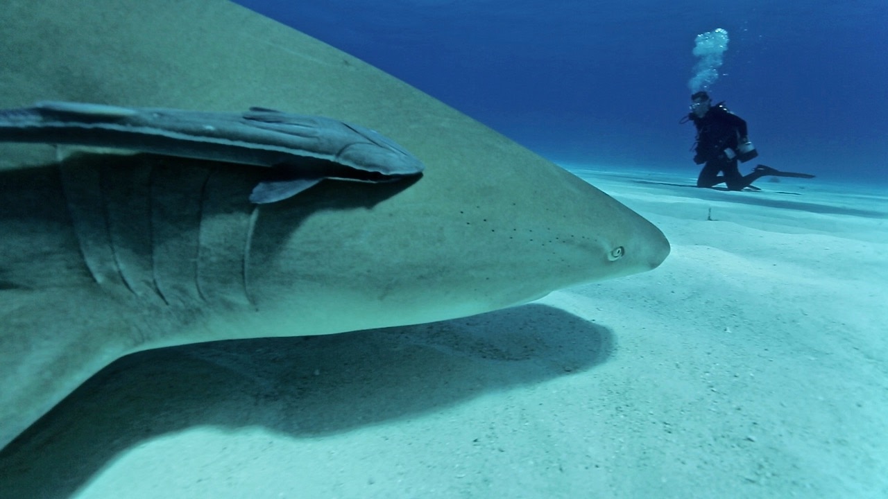 Le REQUIN CITRON
