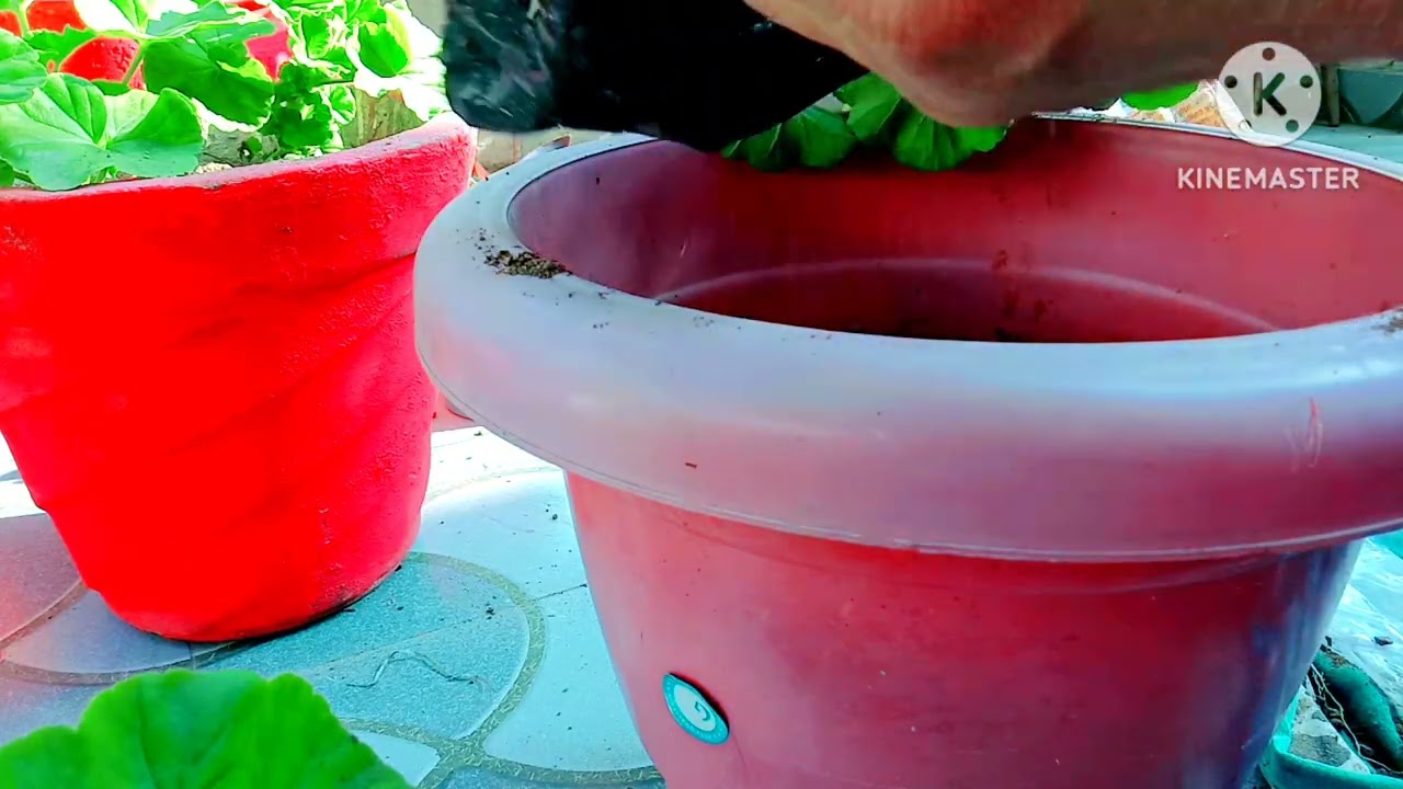 जेरेनियम प्लांट रिपोर्टिंग।Geranium Plant Reporting