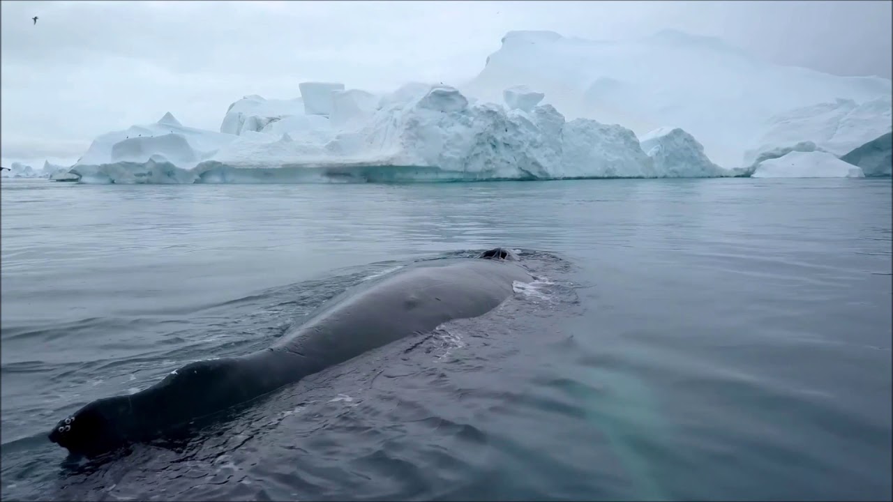 SAVAS // LAKMANN // SIDO // METRICKZ ► Wohin ◄ Instrumental