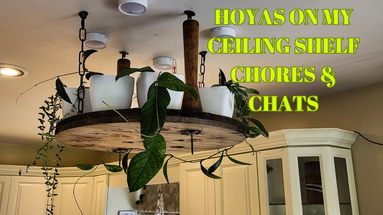 Hoyas on My Ceiling Shelf - Chores and Chats