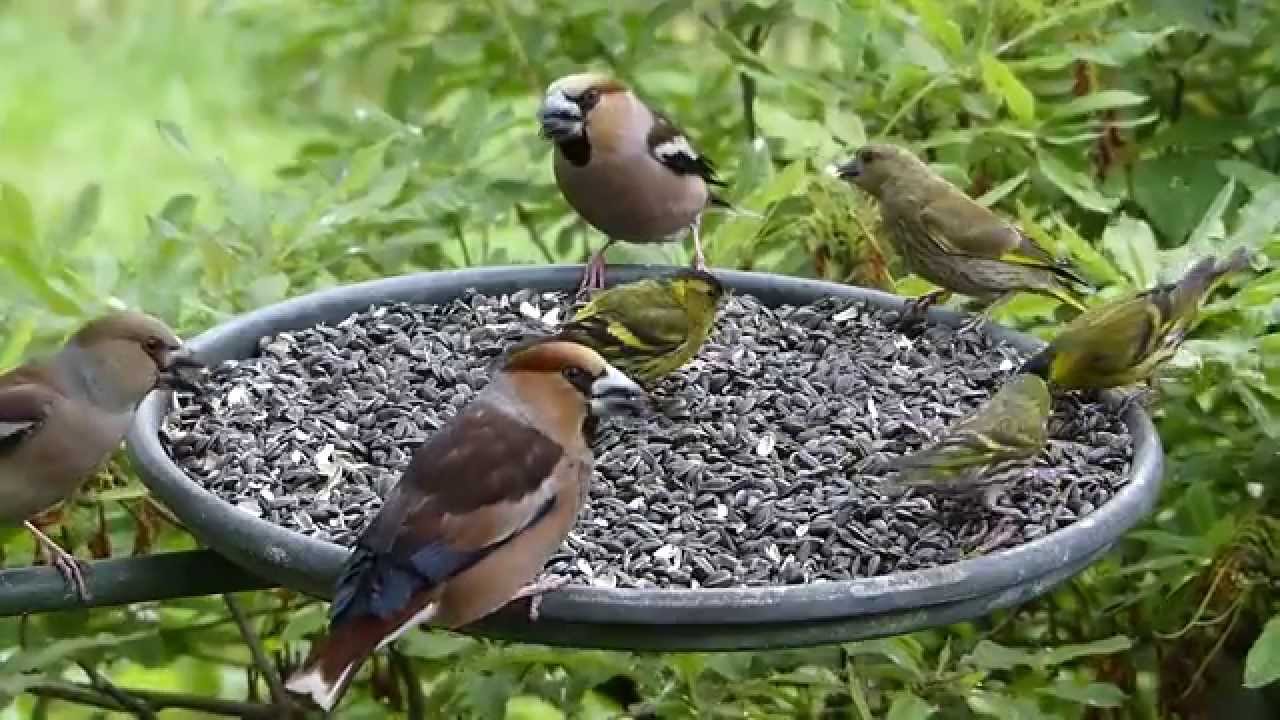 Ptáci na krmítku  Birds feeding on Bird Table